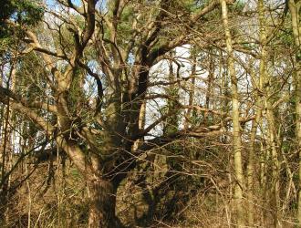 Surrounded by elder, sycamore and pine this oak is king of the sandpit. Marie