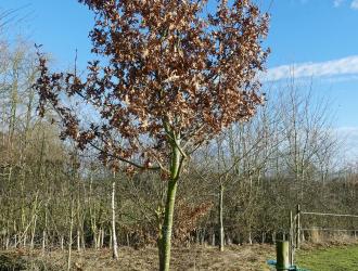 ‘Mullet and Booth oaks’ given to Aubrey by Mr Mullet and Mr Booth. Jan 2017