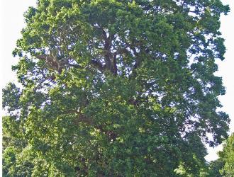 Jinnie and her sons love this tree as when the rooks nested in the treetops, babies fell to the ground and were left neglected. So my sons and their friends collected them up and fed them and nurtured them and left them on the lower branches during the da