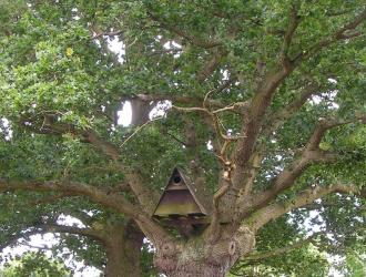 The oak tree in Castle Meadow has an owl box and Sylvia enjoys watching the barn owl fly over the field .