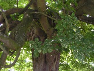 Sylvia said her boys used to collect conkers from this tree. The tree had its top blown out in the 1987 gales.