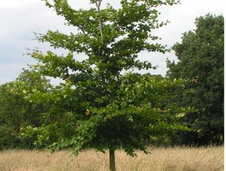 Mary said that three beeches were planted for her boys in Castle Meadow.