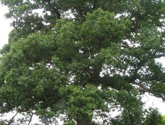 This oak has great exposed roots and Mary said how her sons enjoyed playing under this tree.